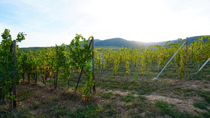 grapevines in Alsace near Colmar