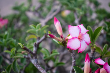 vivid pink flowers in the garden close up