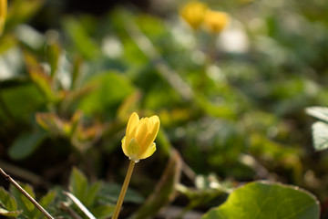 Bright yellow small flowers in the sunlight closeup