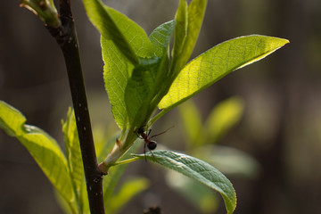 Bright yellow small flowers in the sunlight closeup
