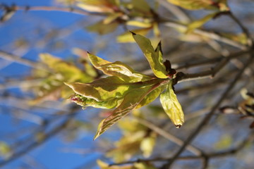 Spring. Tender young leaves open and the first buds appear.