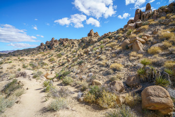 Naklejka premium hiking the lost palms oasis trail in joshua tree national park, california, usa