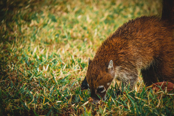 agouti dans l'herbe