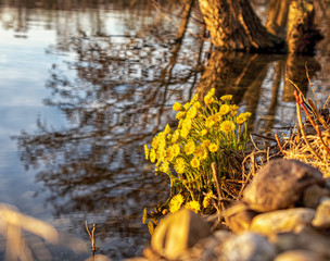 
macro photography of flowers in summer