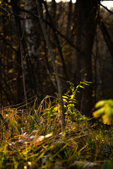 Bright sunlight illuminates the grass and flowers in the depths of the dark forest