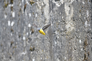 The grey wagtail flying with insect in beak over the river