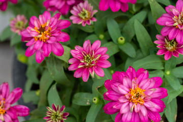 Zinnia