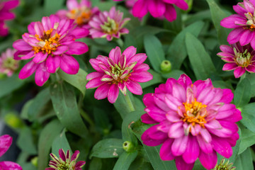 Obraz premium Zinnia