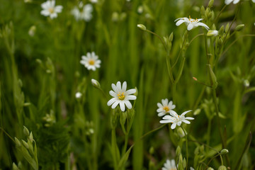 Small white daisies close-up on a green background