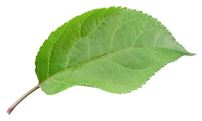 Apple leaves isolated on white background. One Leaf Apple Clipping Path.
