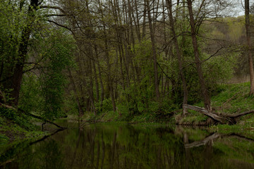 A small beautiful river among trees with quiet creeks in the spring.