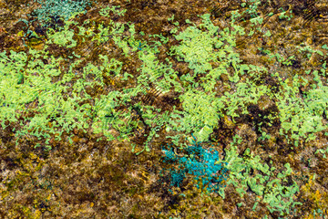 Korallen im flachen Wasser als natürlicher Hintergrund ,  Bali