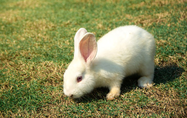 Little rabbit white body on the grass in the garden.