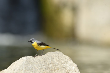 Obraz premium The grey wagtail standing on the stone at river with insects in beak 