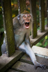 Makaken-Affe im Sacred monkey forest in Ubud auf Bali, Indonesien