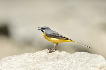 The grey wagtail standing on the stone at river with insects in beak 
