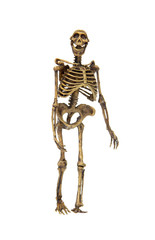 ancient skeleton fossils monkey man homo neanderthalensis isolated on white background.