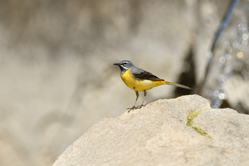 The grey wagtail standing on the stone at river with insects in beak 