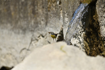 The grey wagtail jumps on a stone near the river drinking water