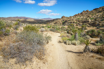 hiking the lost palms oasis trail in joshua tree national park, california, usa