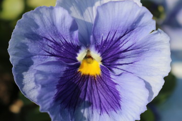 Blue Pansy. One flower. Macro