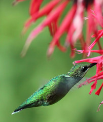 Photo of a hummingbird hovering in the air while drinking nectar out of a flower