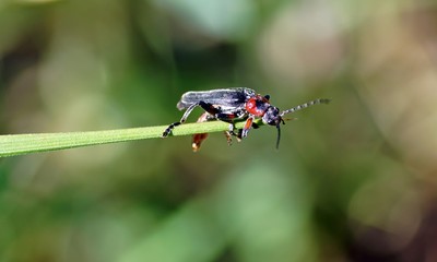 Gemeiner Weichkäfer (cantharis fusca)