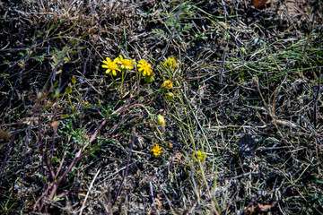 Жёлтая ромашка