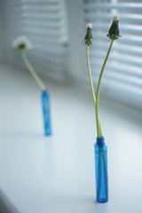 Two closed dandelions flowers in a small blue vase on a windowsill. Fluffy dandelion flower and blinds on a background.