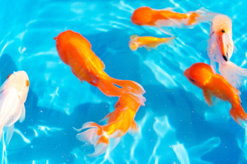 Colored tropical fish in a decorative pond. Orange decorative fish on a blue background. Flock of...