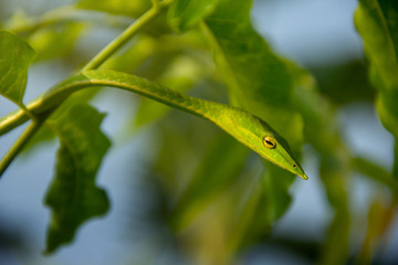 Face and eyes of Harmless Long-nosed whip snake are concealing in siamese neem tree isolated on white background.