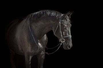 Obraz na płótnie Canvas Black stallion close up portrait on black background