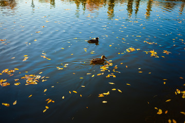 Duck swimming amongst leaves during autumn. Horizontal photo.