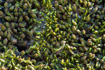 Tiny fresh green moss blooming above tree bark macro