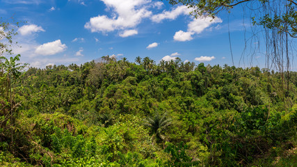 Obraz na płótnie Canvas Urwald-Panorama am Campuhan Ridge walk in Ubud auf Bali, Indonesien
