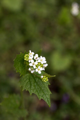 Garlic mustard blooming in a forest glade lit by the sun.
