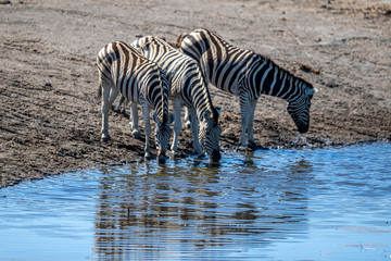 Fototapeta na wymiar Zebra’s drink from the Chudop Waterhole