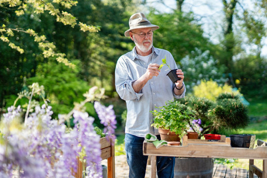 A senior gardener man in his garden, he prepares his potted plants for the terrace.He wears a hat and a white beard