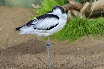 Pied Avocet sleeps standing on one leg.close up. Recurvirostra avosetta