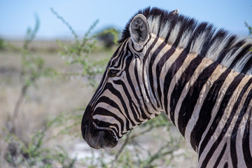 Fototapeta na wymiar A zebra grazes near Fort Namutoni