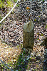 View of a tree trunk gnawed by beavers at the Plainsboro Preserve in New Jersey