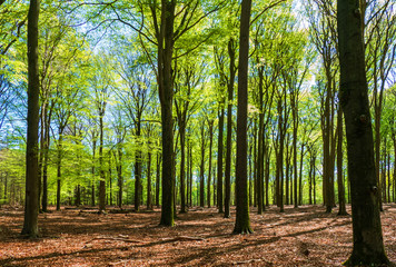 Forest view with beech trees near Putten, Netherlands
