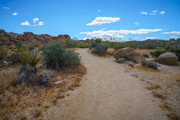 hiking the lost palms oasis trail in joshua tree national park, california, usa