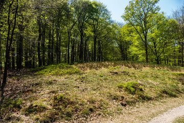 Monument grave (tumulus) in the forest near Putten, Netherlands
