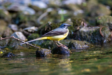 The grey wagtail hunting on the Sutla River, Istra, Croatia