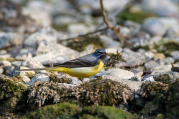 The grey wagtail hunting on the Sutla River, Istra, Croatia