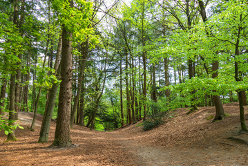 Forest scene in the park Birkhoven near Amersfoort, Netherlands
