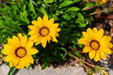 A close-up photo of a beautiful and cheerful garden African daisy flower (Gazania, Asteraceae family), bright colours on dark background. Shallow depth of field.