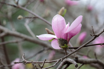 Fototapeta premium Close up of pink Magnolia flowers in spring season.