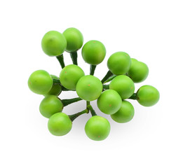 Solanum torvum, fresh green eggplant (Turkey berryon) isolated on white background.